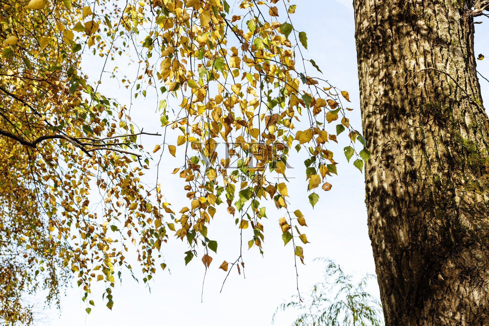 黄叶老桦树的细枝照片摄影图片