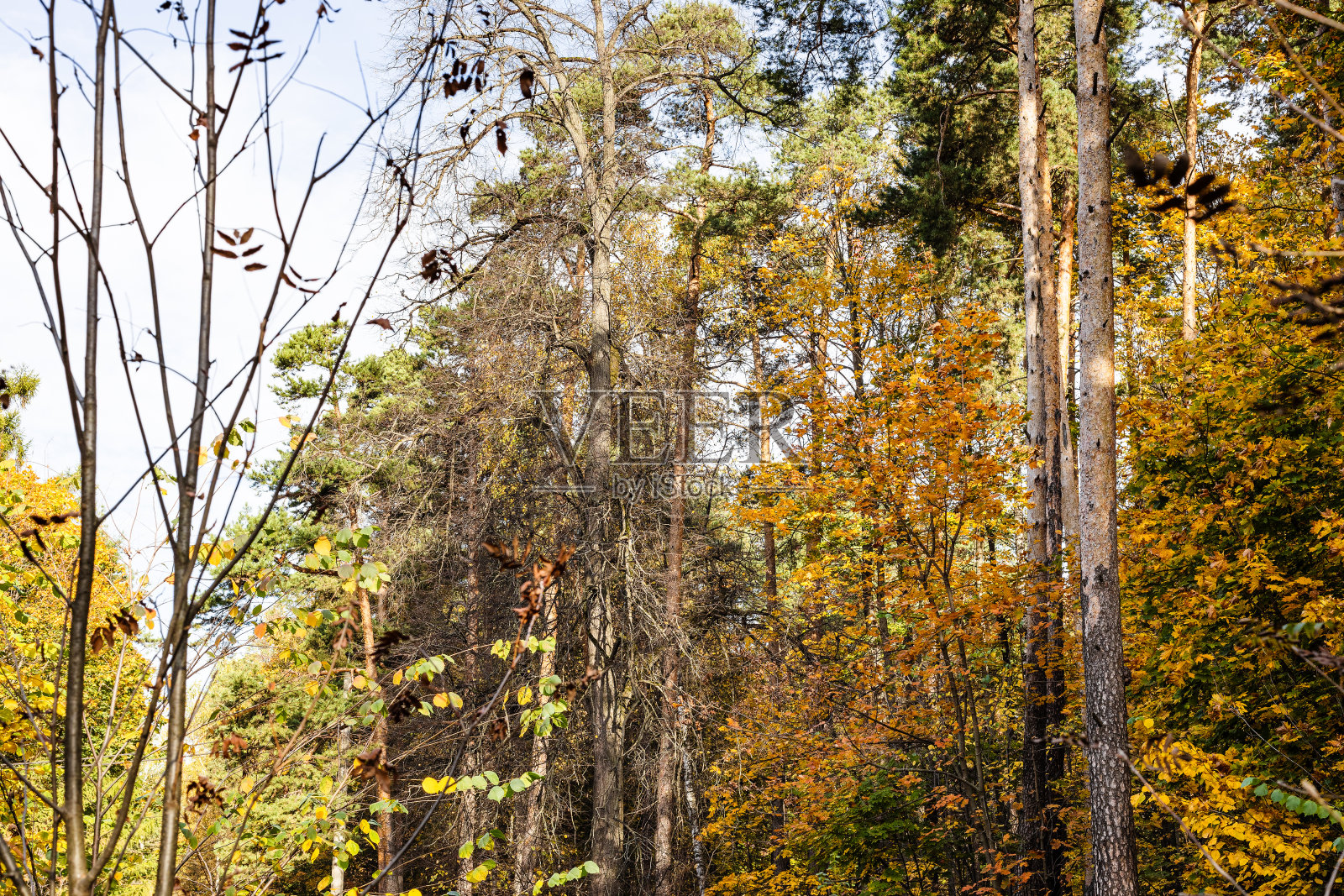 秋天森林里五颜六色的树叶照片摄影图片