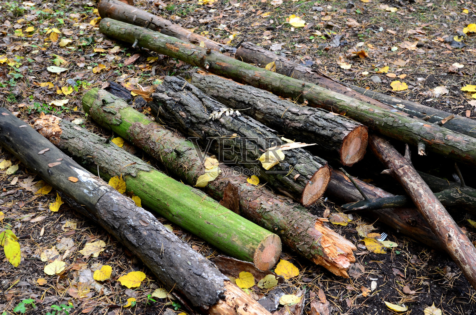 被锯过的老树干躺在森林的地上照片摄影图片