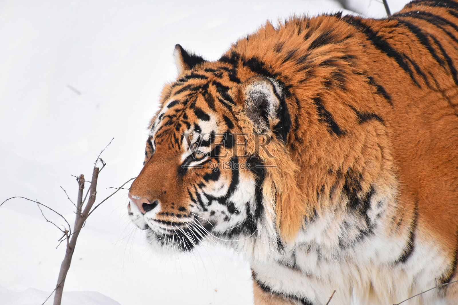 近距离肖像的西伯利亚虎在冬天的雪照片摄影图片