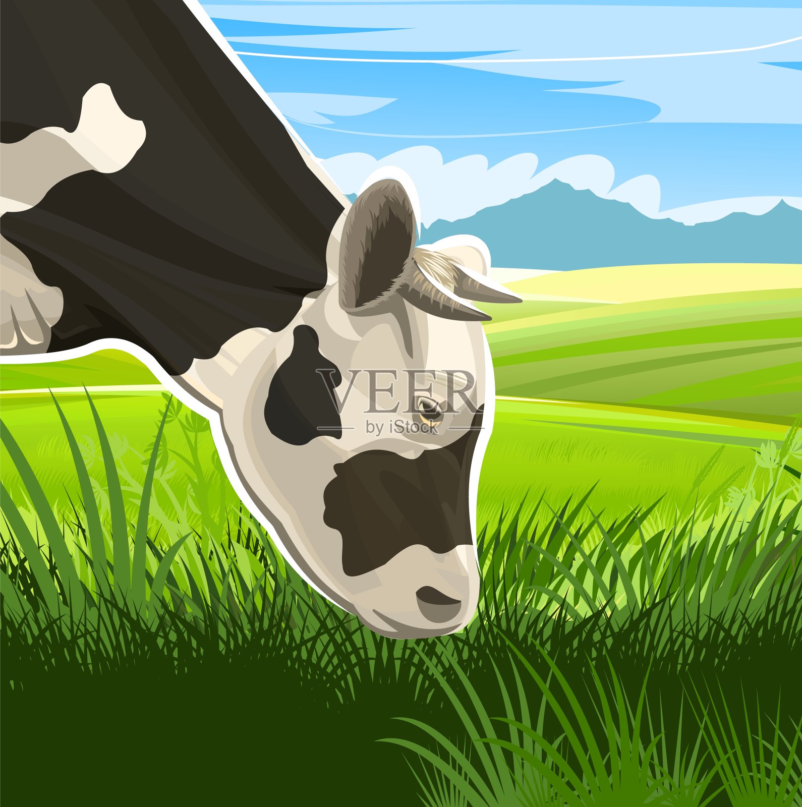 一头牛正在牧场上吃草。头部特写。向量的风景。黑白品种。草甸草。农村乡村视图。远处，山峦、小山、农田、天空。早上凉爽的夏季。插画图片素材