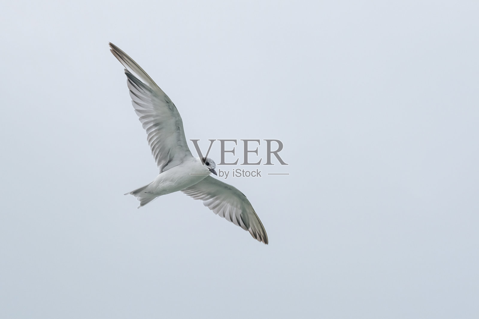 海鸥在白色的天空中飞翔照片摄影图片