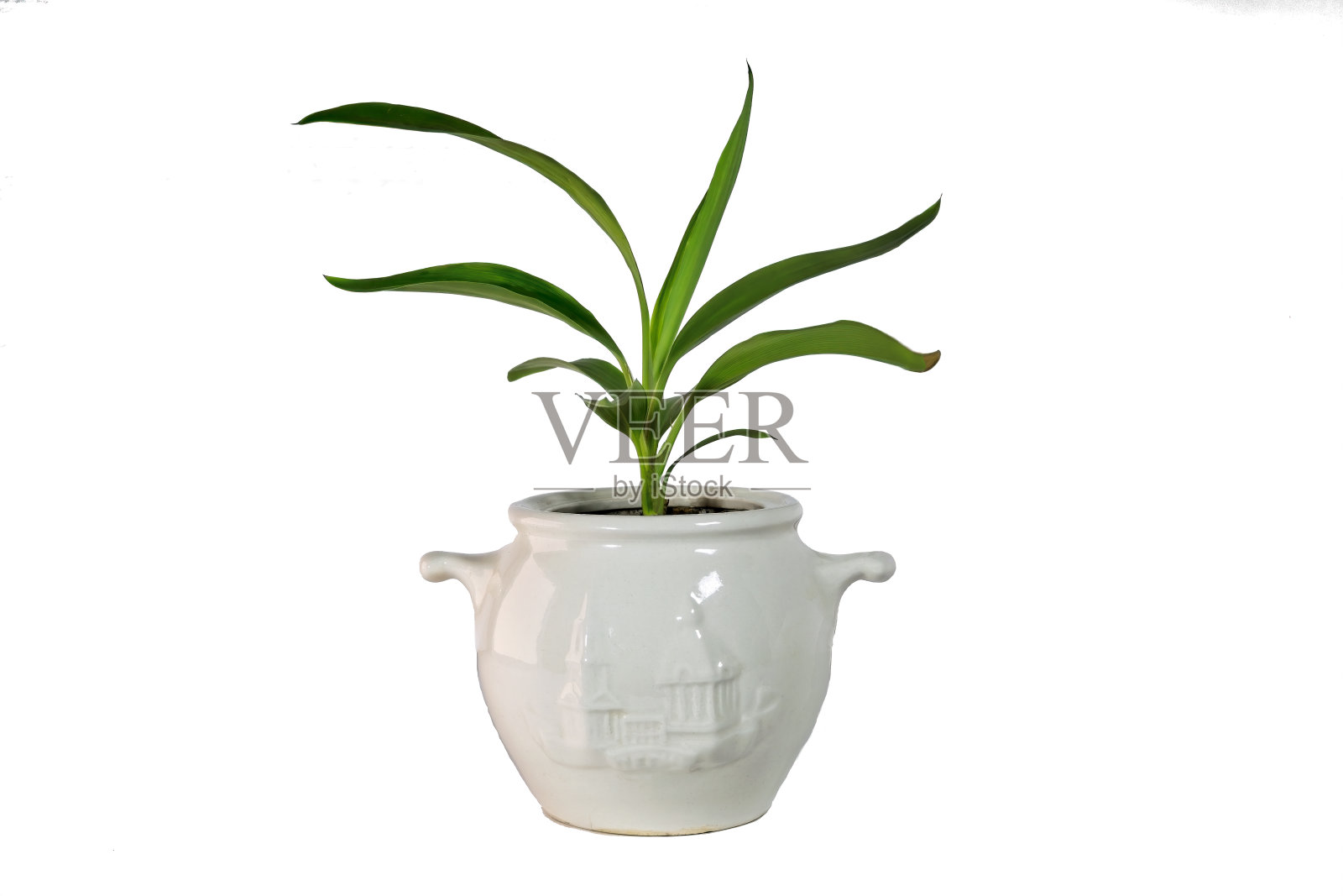 室内植物丝兰在一个陶瓷罐孤立的白色背景。照片摄影图片