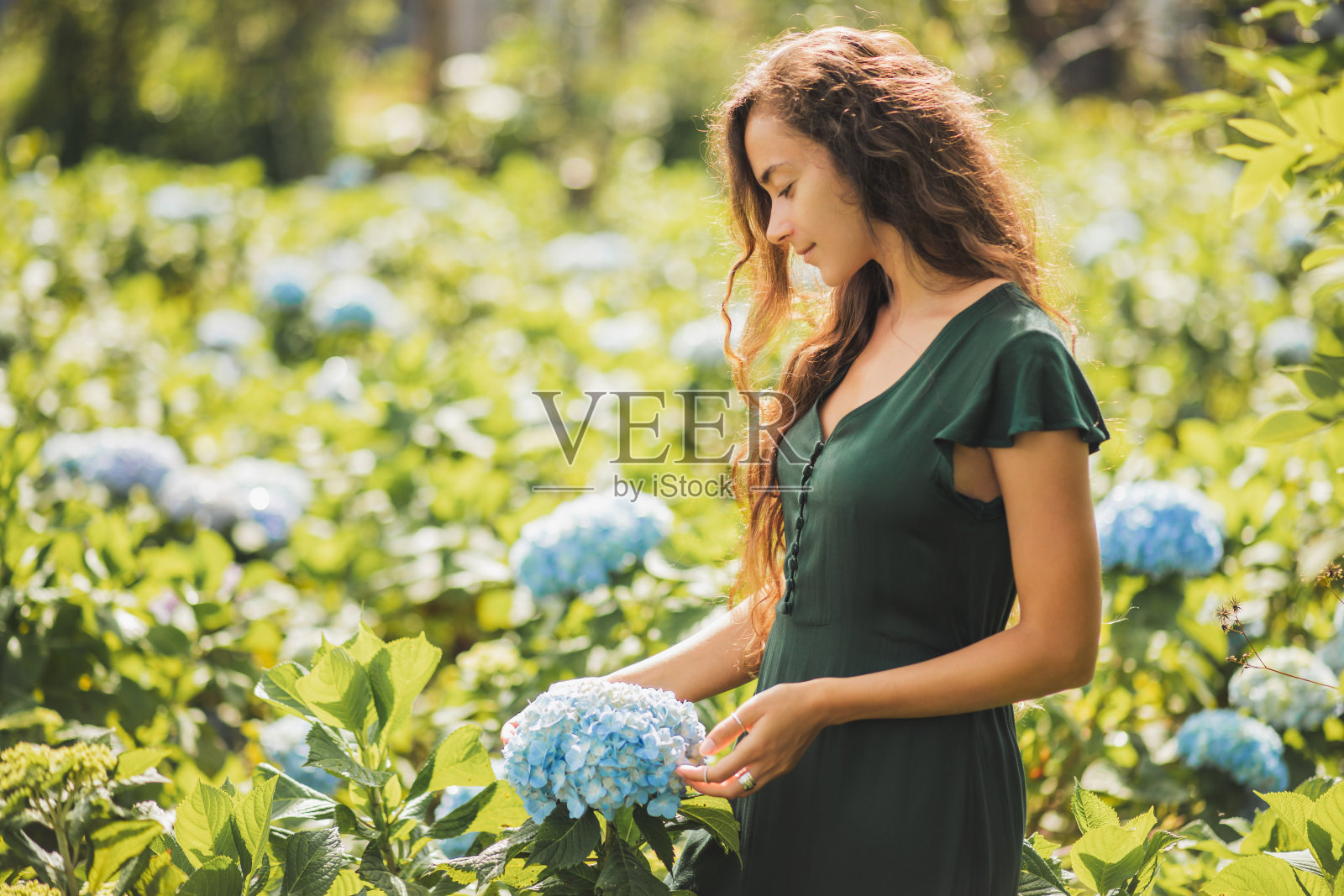 年轻美丽的女人在绿色的衣服享受盛开的蓝色绣球花在花园里。园艺和花卉概念。种植的花。自然美。照片摄影图片