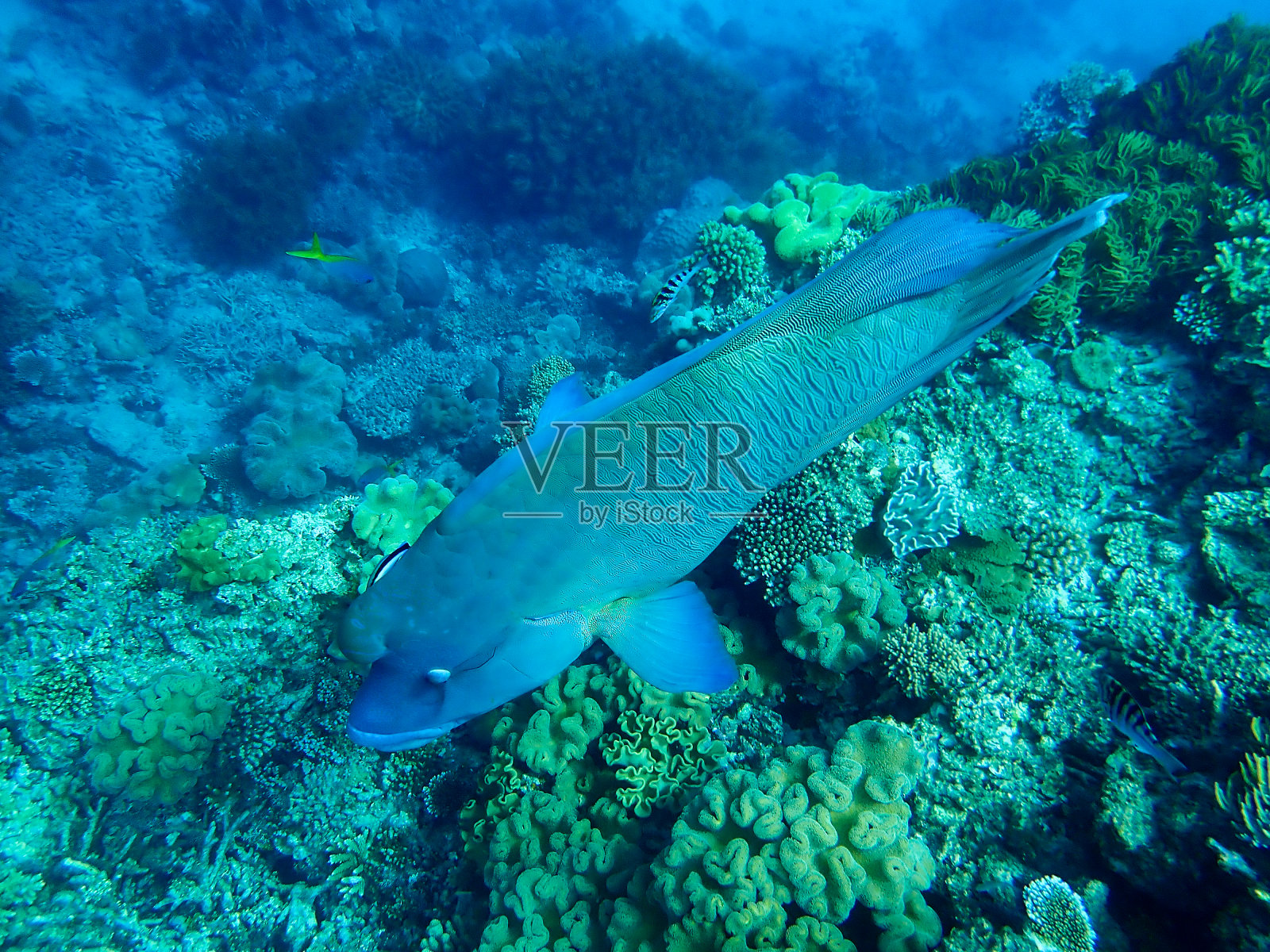 大堡礁的驼背濑鱼照片摄影图片