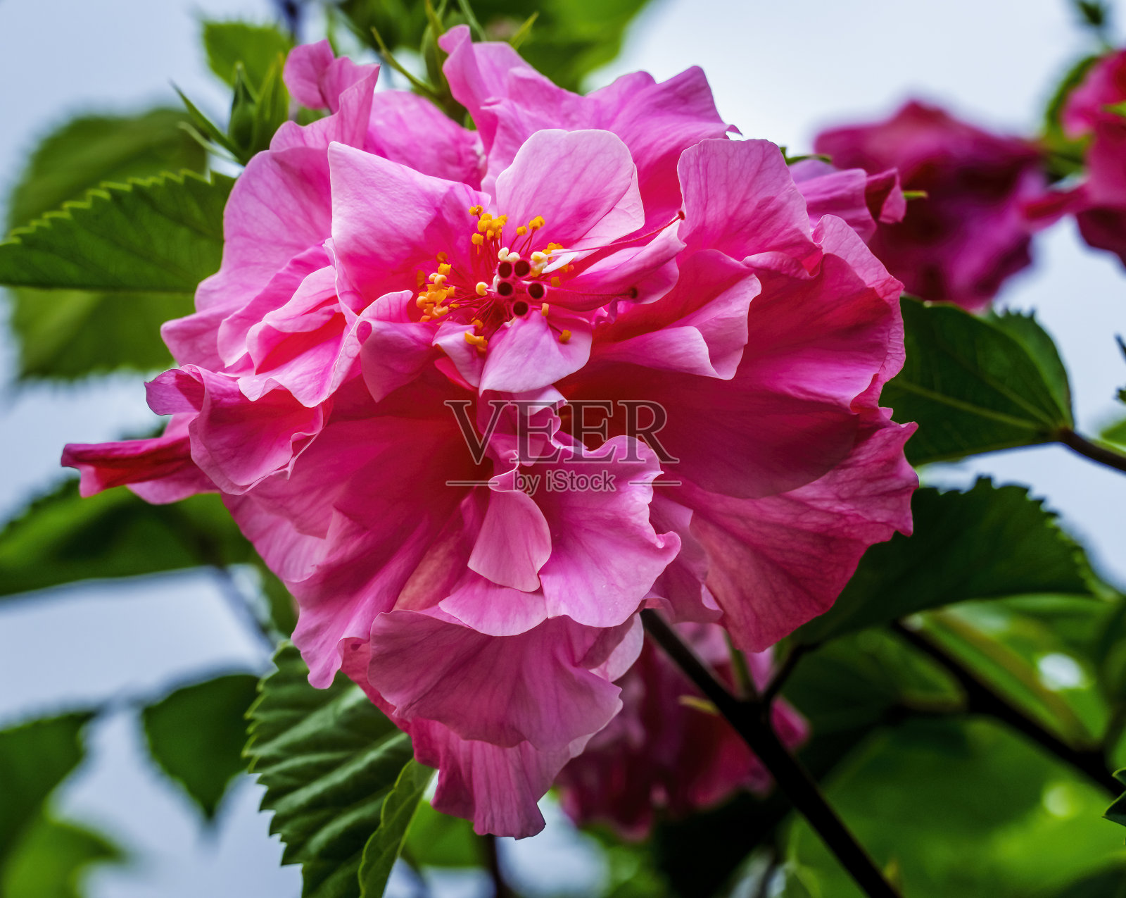 大粉红三朵热带芙蓉花复活节岛智利照片摄影图片