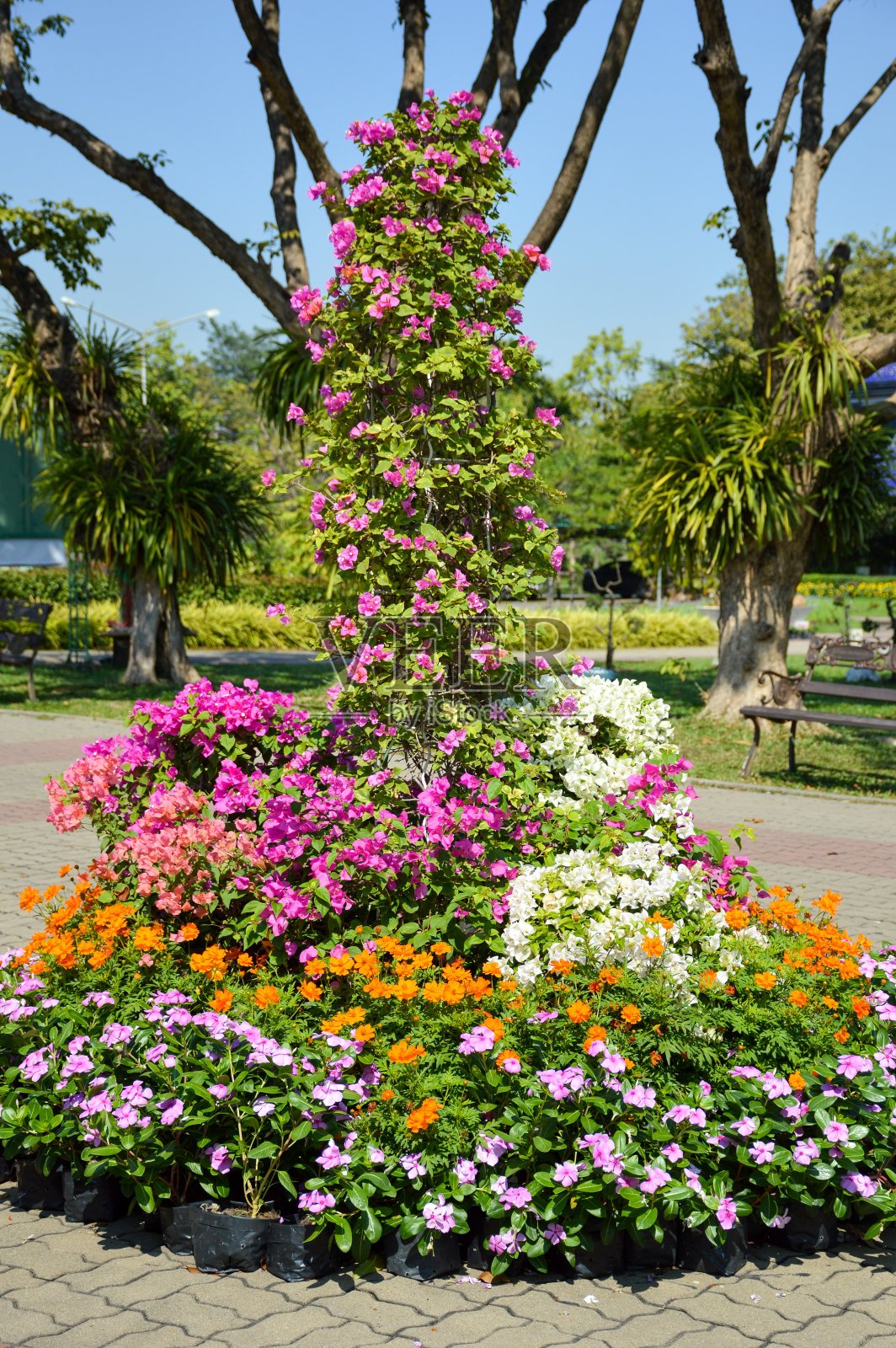 泰国自然花园中五彩缤纷的花朵照片摄影图片