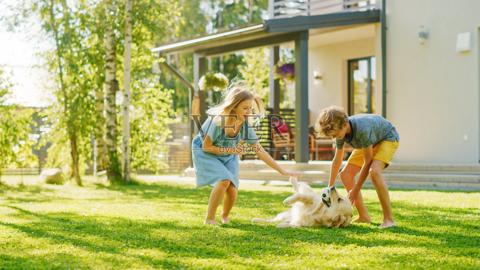 两个孩子和他们英俊的金毛猎犬在后院草坪上玩得很开心。他们宠物，玩耍，抓挠它。快乐的纯种狗在嘴里拿着玩具球。夏日田园别墅照片摄影图片