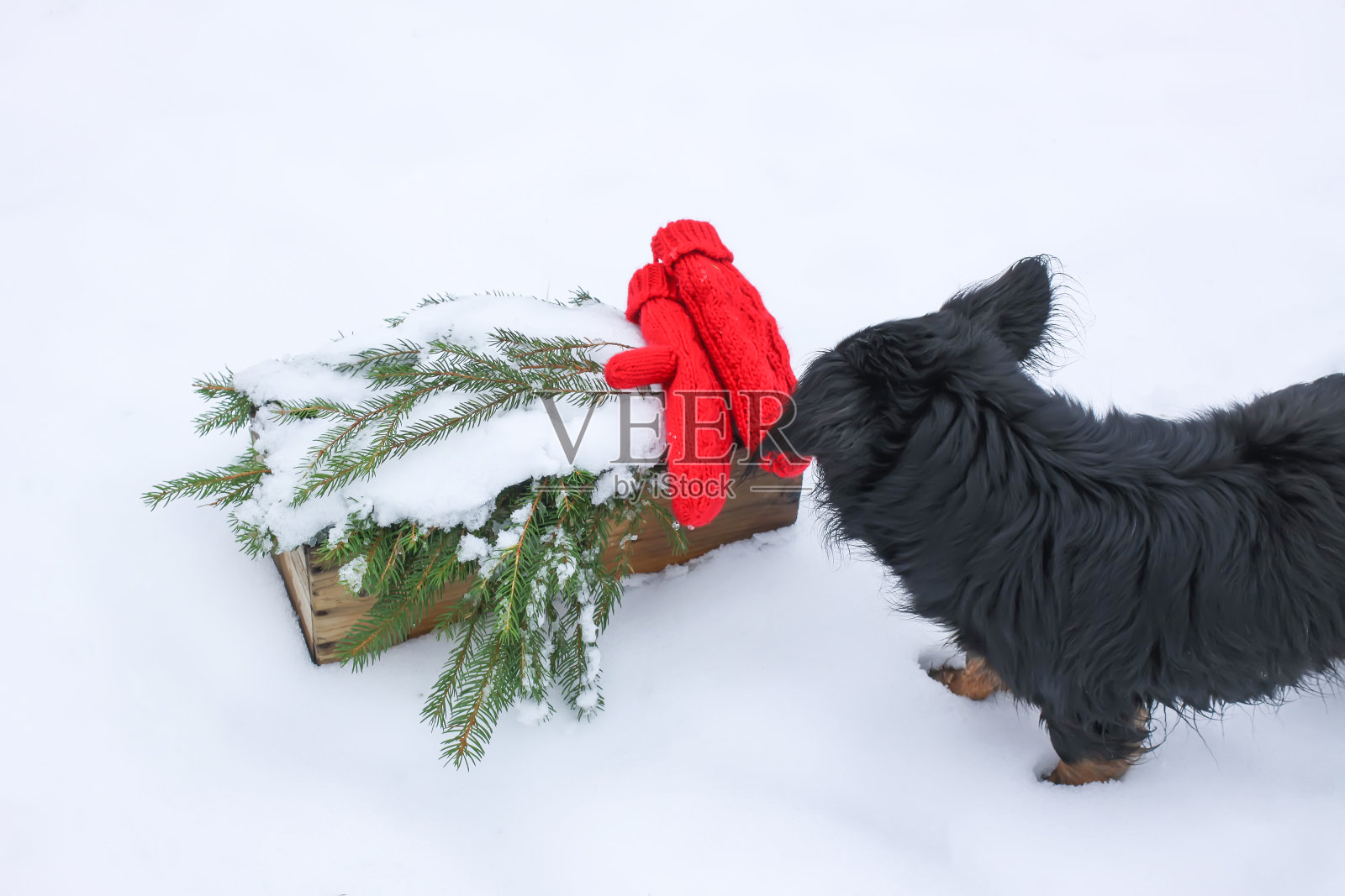 好奇的黑色纯种狗嗅着雪地上的红色手套照片摄影图片