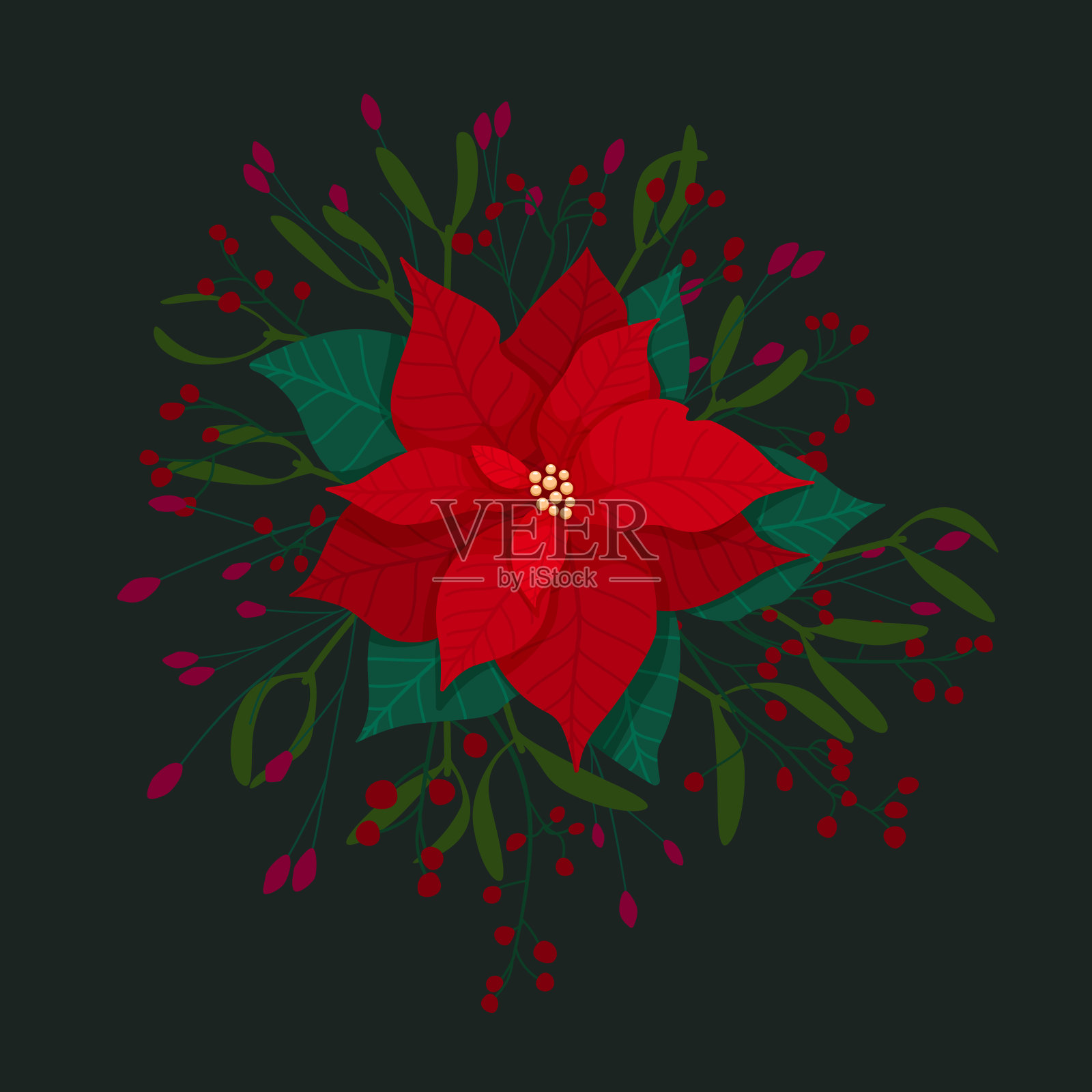 红色一品红花组成，在深色的背景上孤立的树枝和浆果。圣诞星花和树叶用于冬季节日装饰和贺卡设计。矢量图插画图片素材