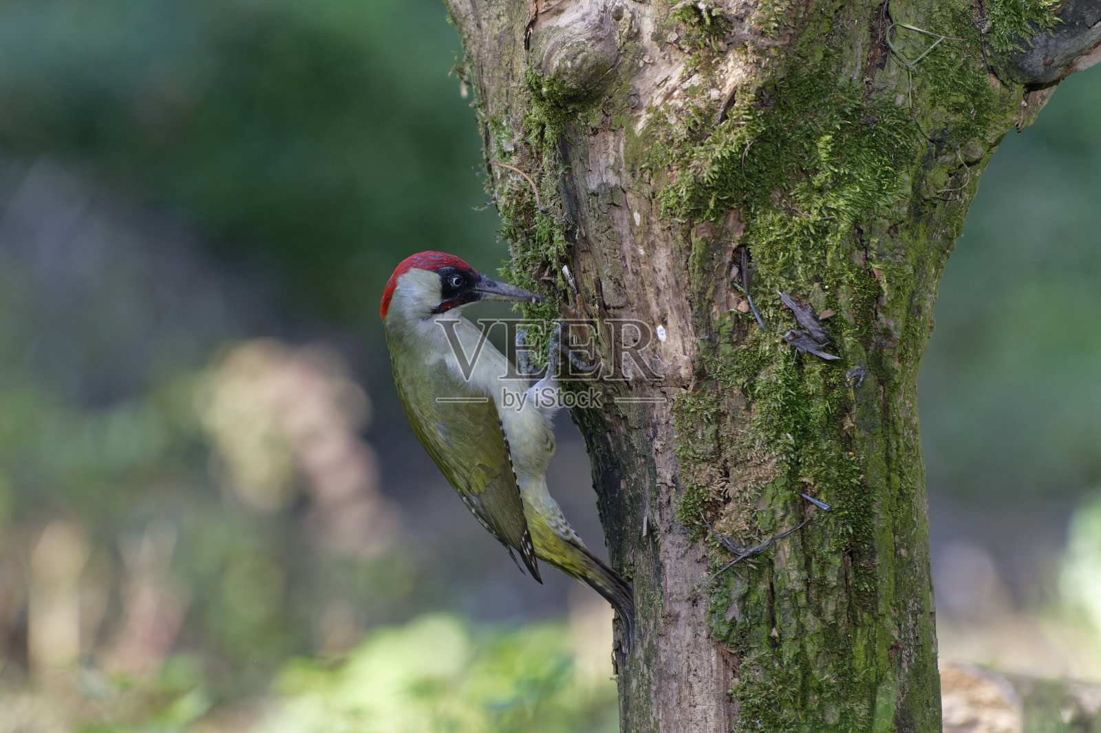 欧洲绿啄木鸟照片摄影图片