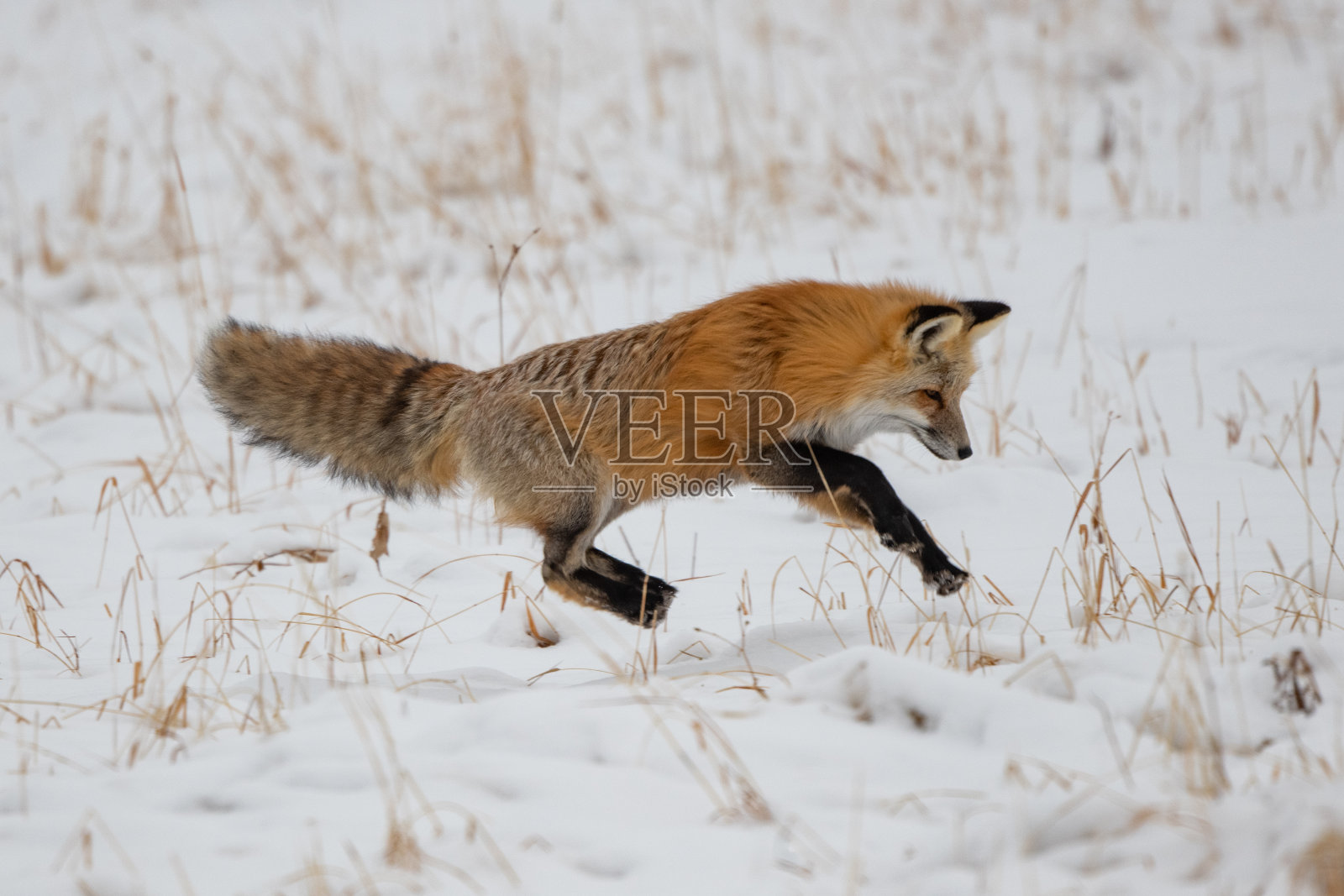 红狐为田鼠或老鼠跳跃照片摄影图片