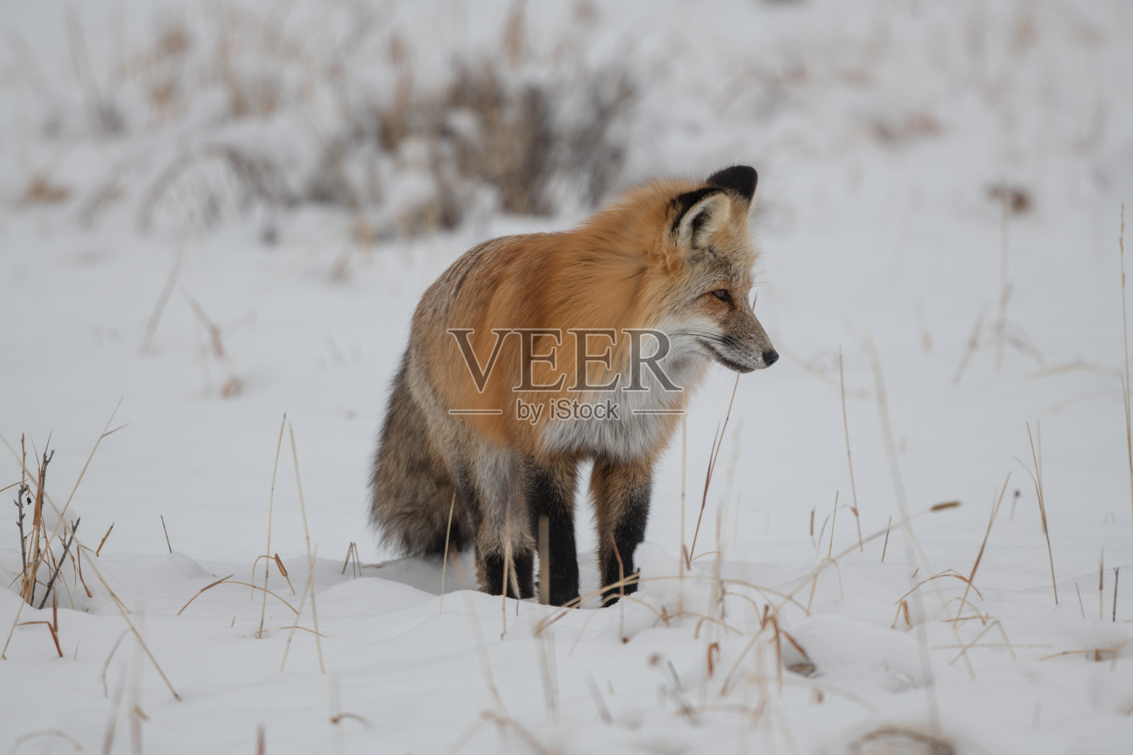 红狐在雪下寻找啮齿动物照片摄影图片