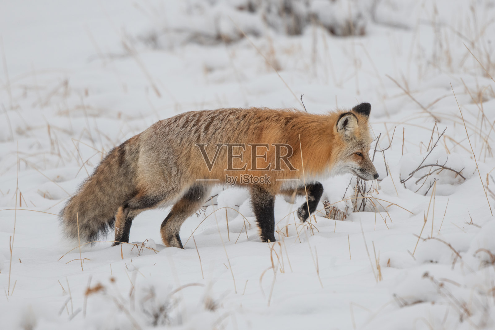 红狐在雪下寻找啮齿动物照片摄影图片