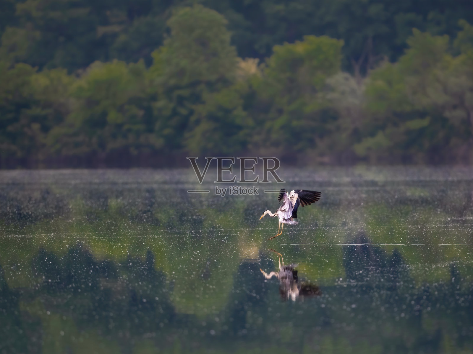 苍鹭在湖面上钓鱼。照片摄影图片