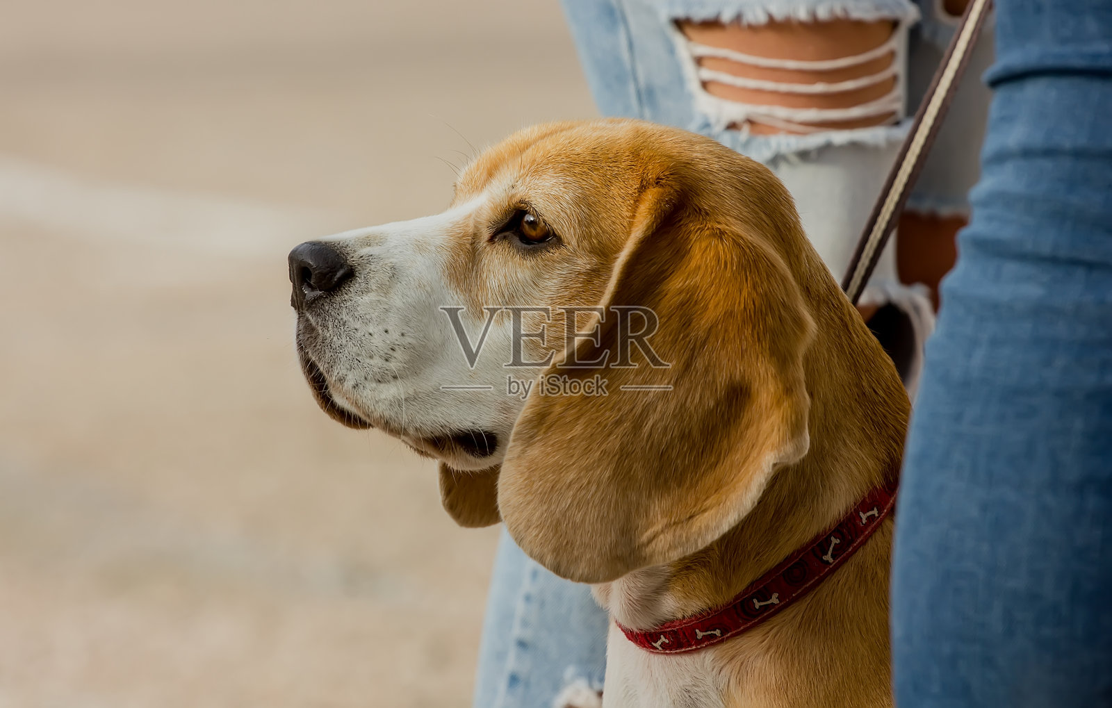 狗比格犬品种与表情照片摄影图片