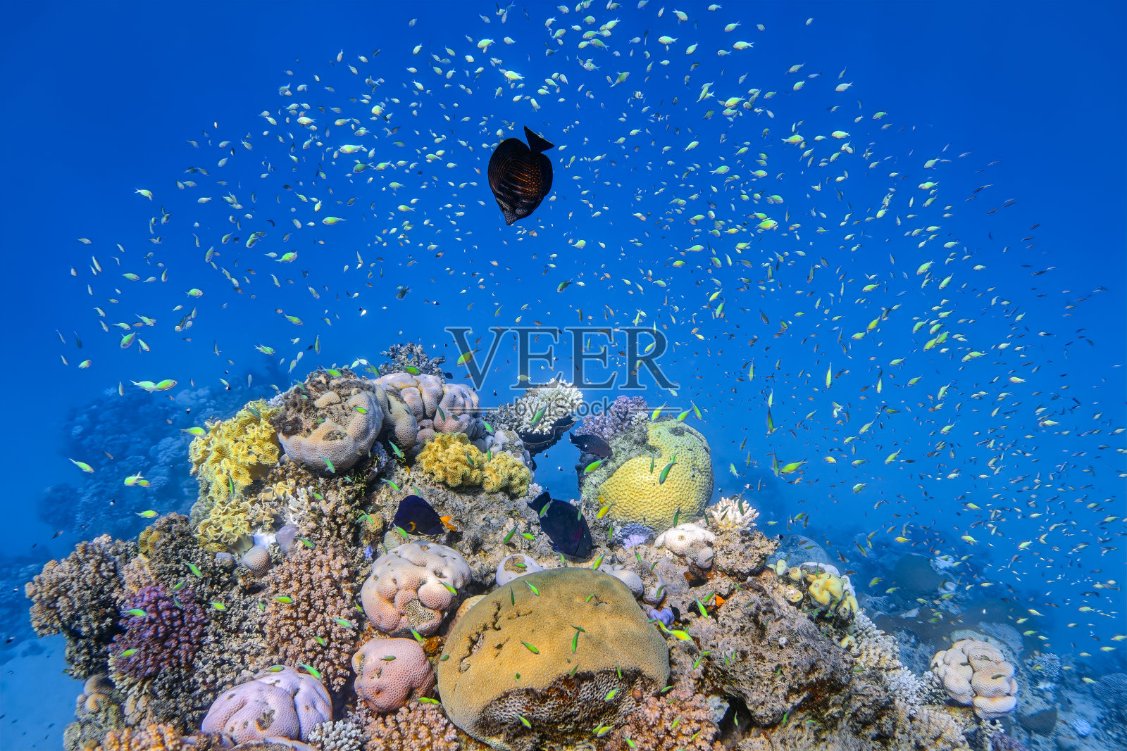 埃及拉哈米湾-玛萨阿拉姆-红海，美丽的珊瑚礁上有许多小型热带草绿色鱼照片摄影图片