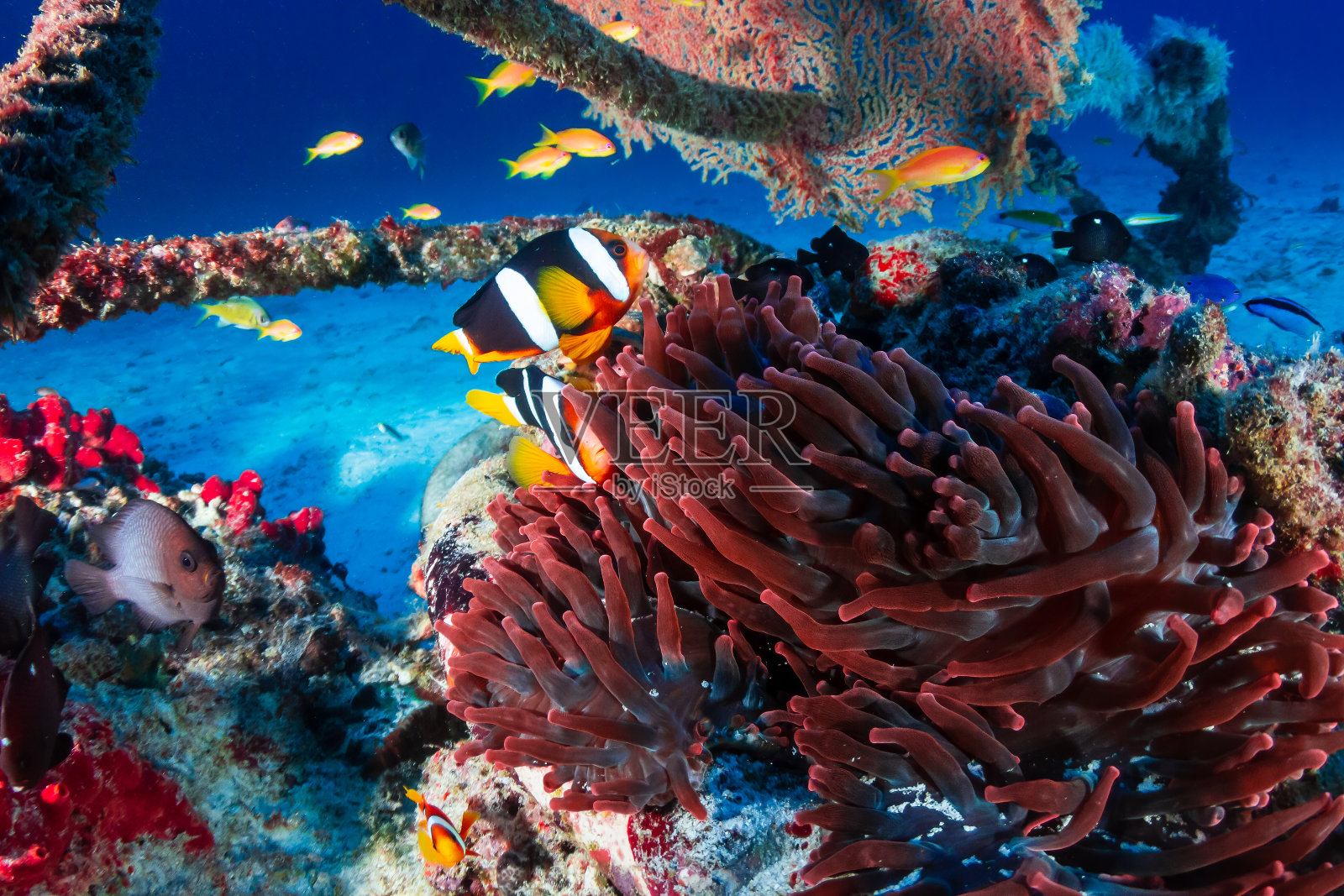 黑色珊瑚礁上的宿主海葵上的小丑鱼照片摄影图片