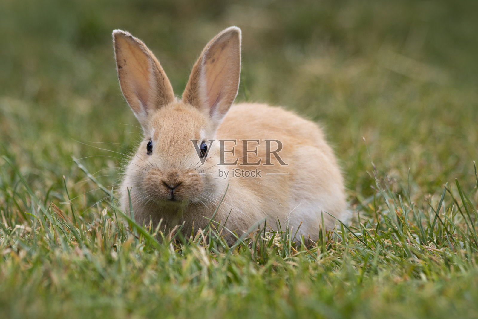 兔子宝宝藏在葱翠的草地里照片摄影图片