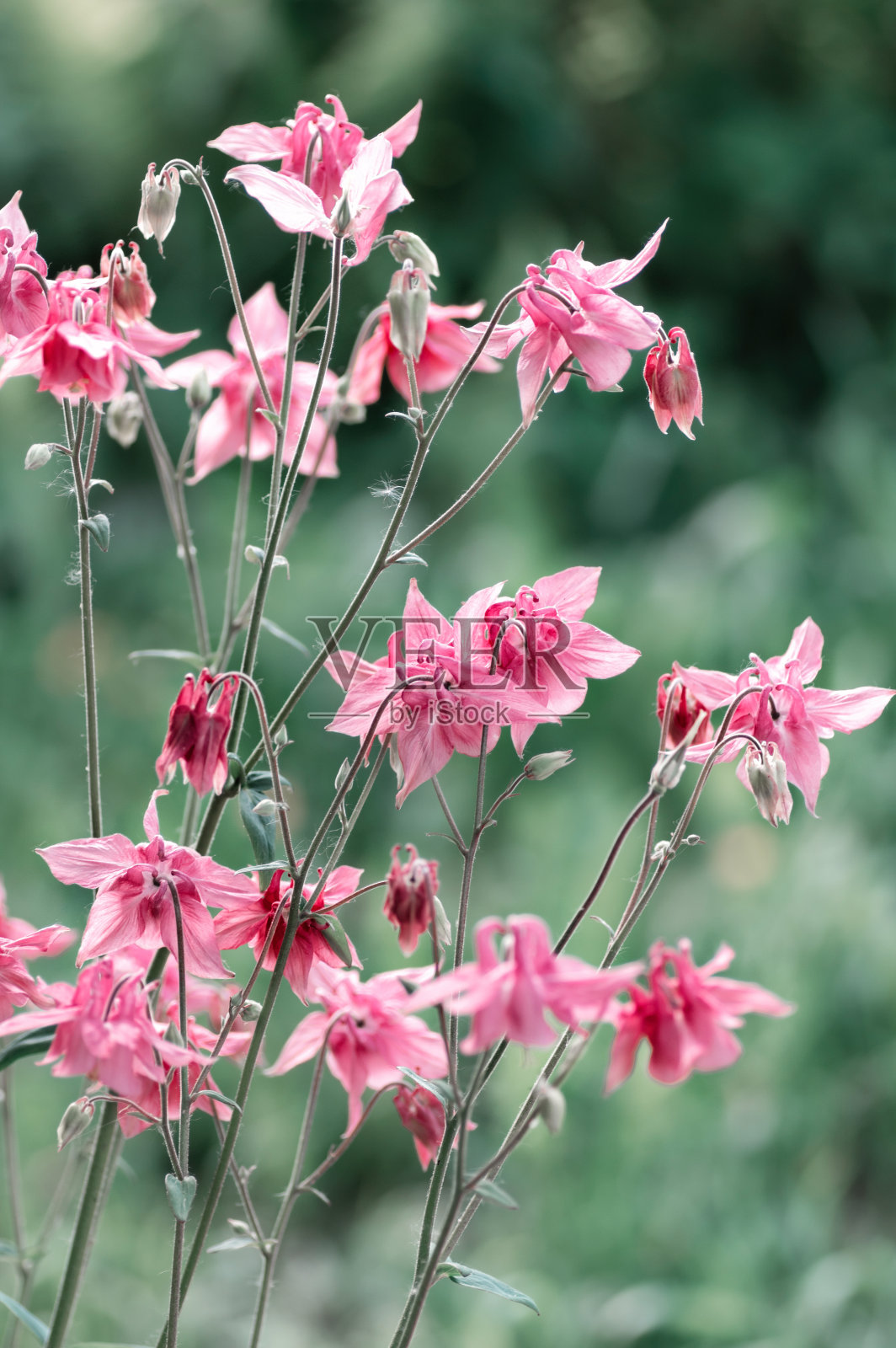 粉红色的沉香花特写。春暖花开。照片摄影图片