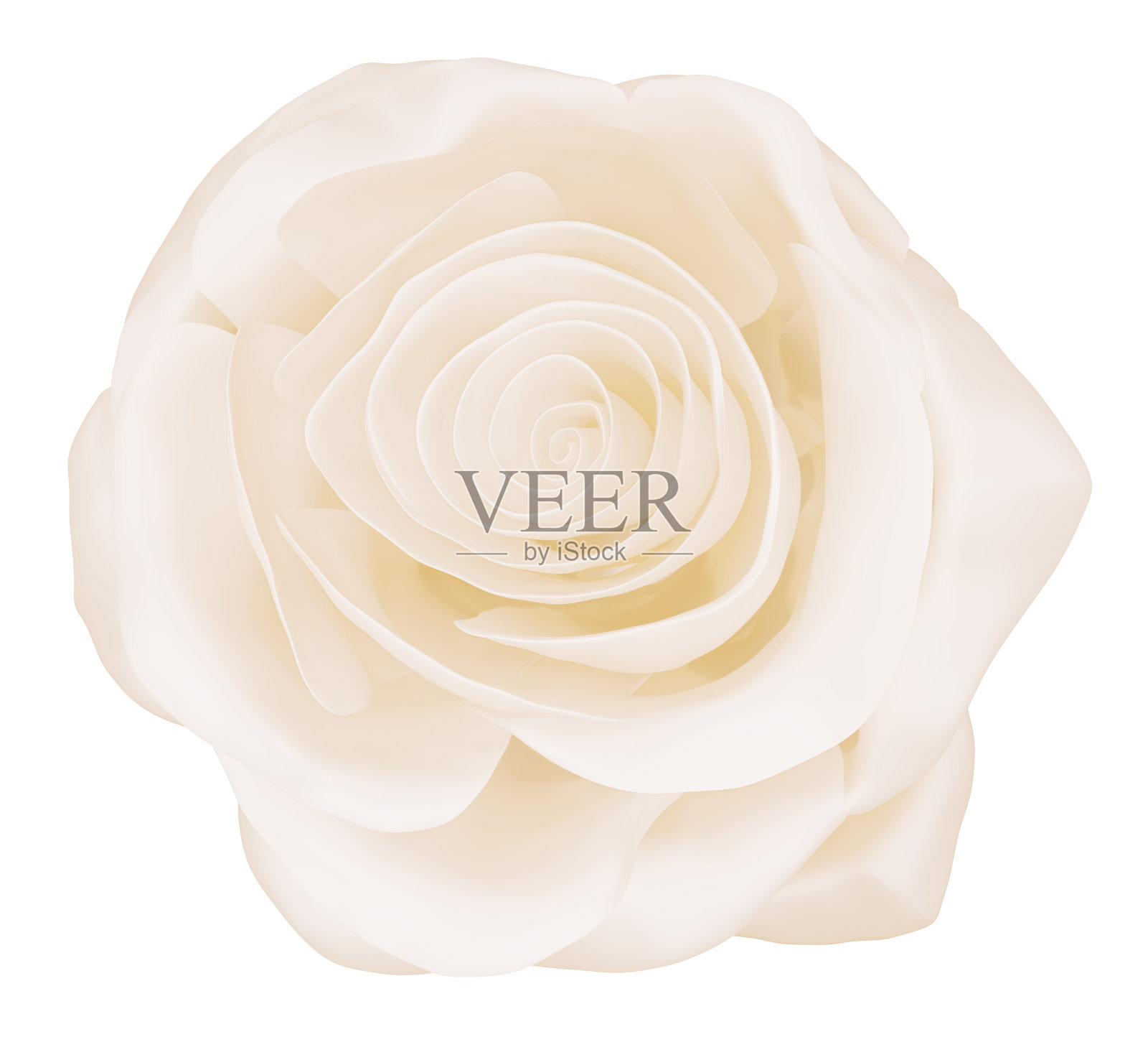 优雅的白色粉彩玫瑰孤立在白色，3d渲染照片摄影图片
