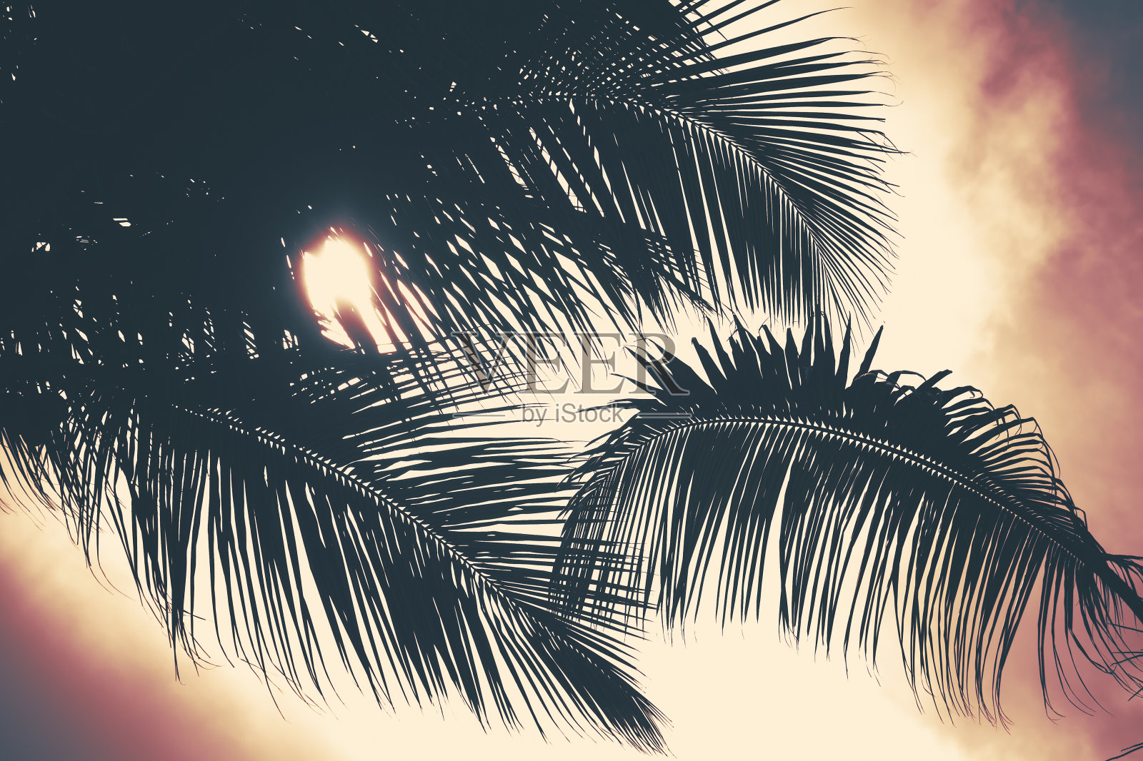 棕榈树叶子的剪影，色调的照片照片摄影图片