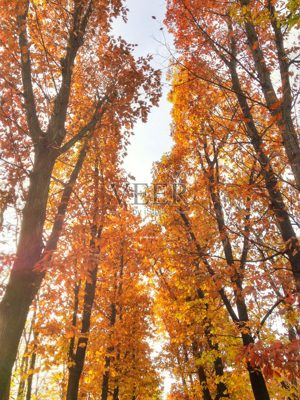 生动的秋天的树照片摄影图片