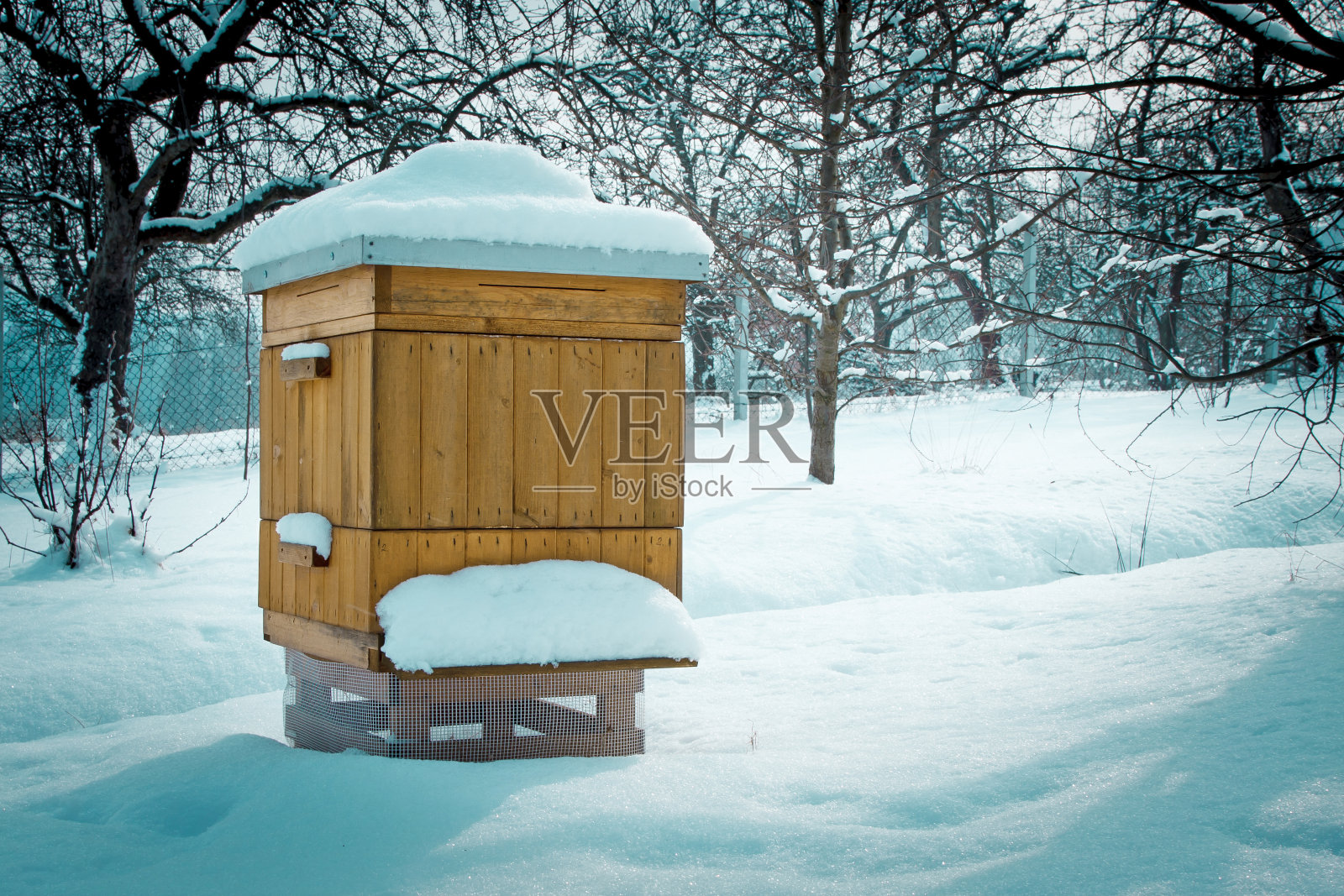 蜂巢在冬天照片摄影图片
