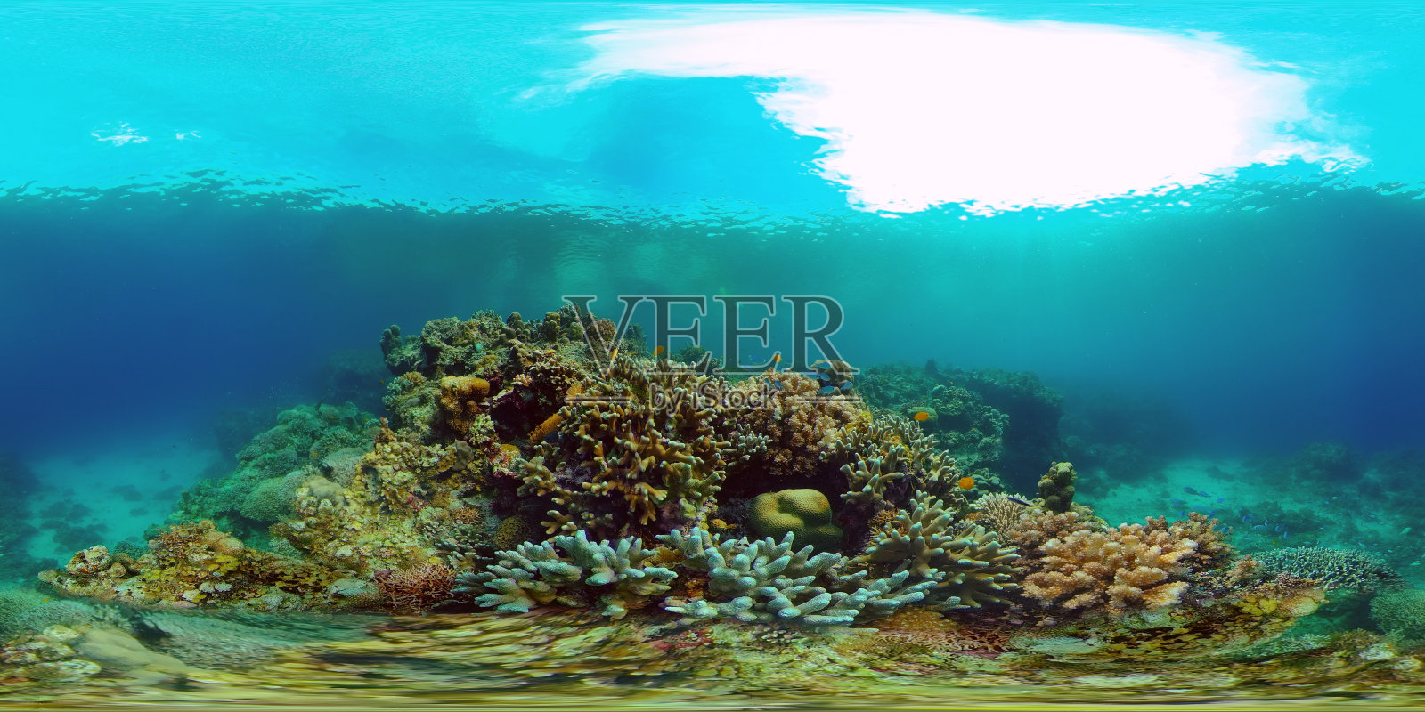 珊瑚礁和热带鱼。菲律宾,360度视图照片摄影图片