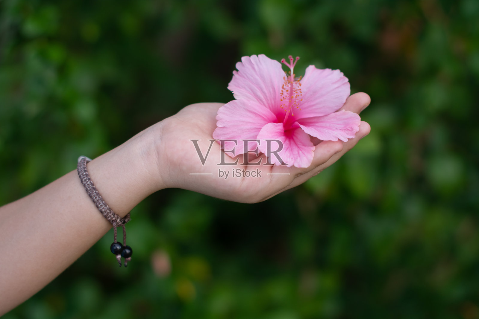 粉红色的木槿花在女人的手中照片摄影图片