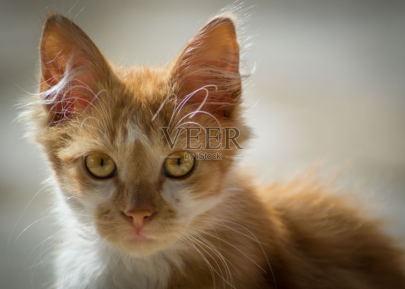 美丽的特写肖像流浪猫户外，无家可归的动物，可爱的街头小猫，橙色条纹的猫与美丽的黄色眼睛照片摄影图片