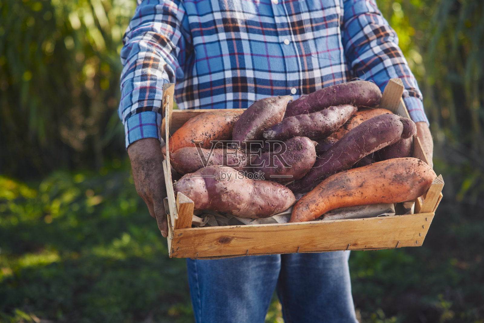 由农民持有的装有有机红薯的木箱照片摄影图片