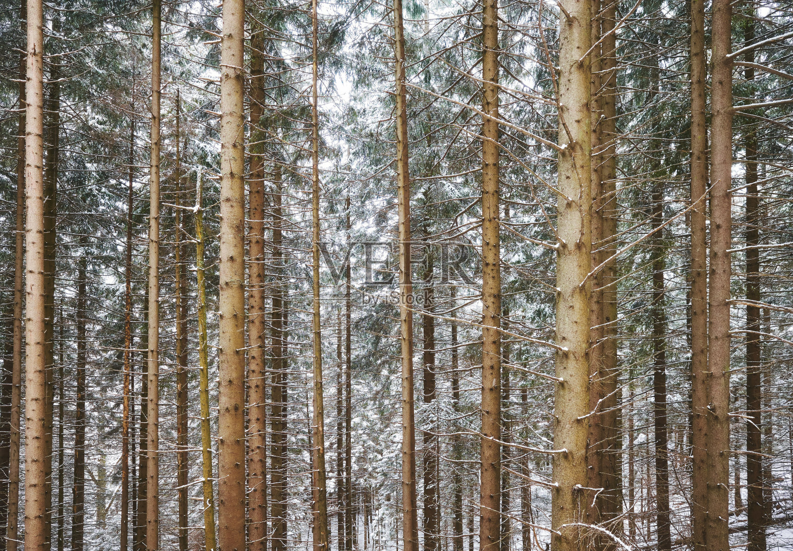 雪天里的山林。照片摄影图片