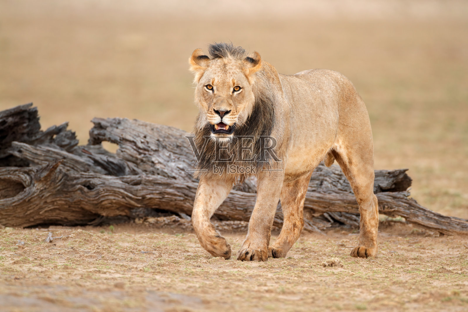 南非喀拉哈里沙漠雄性非洲狮照片摄影图片