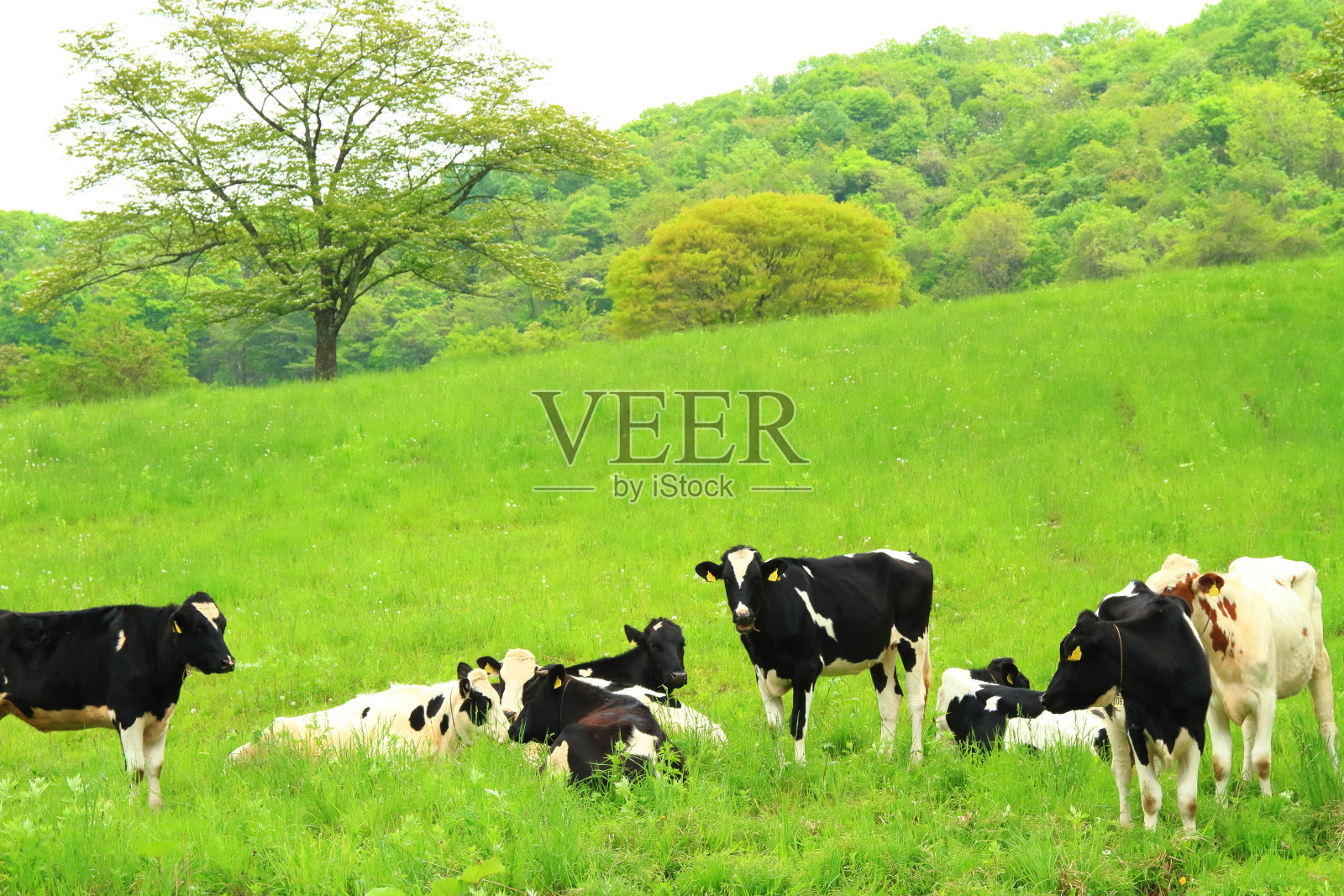 在农场吃草的荷斯坦奶牛照片摄影图片