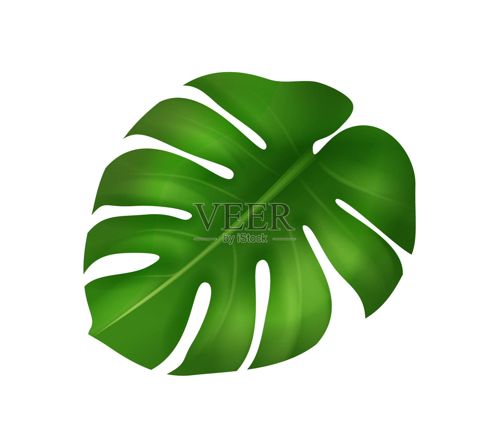 3D高质量的热带树叶在白色的背景为您的设计。孤立的向量元素设计元素图片