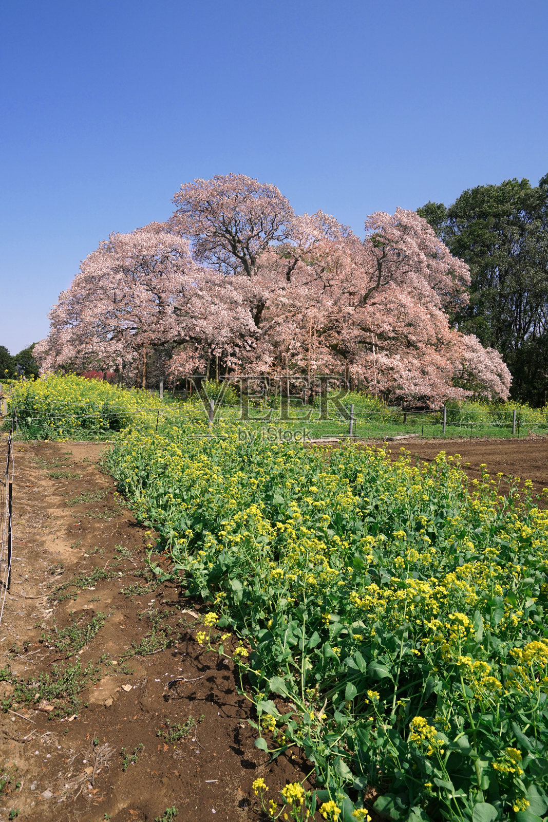 春天粉红色樱花与蓝天背景照片摄影图片