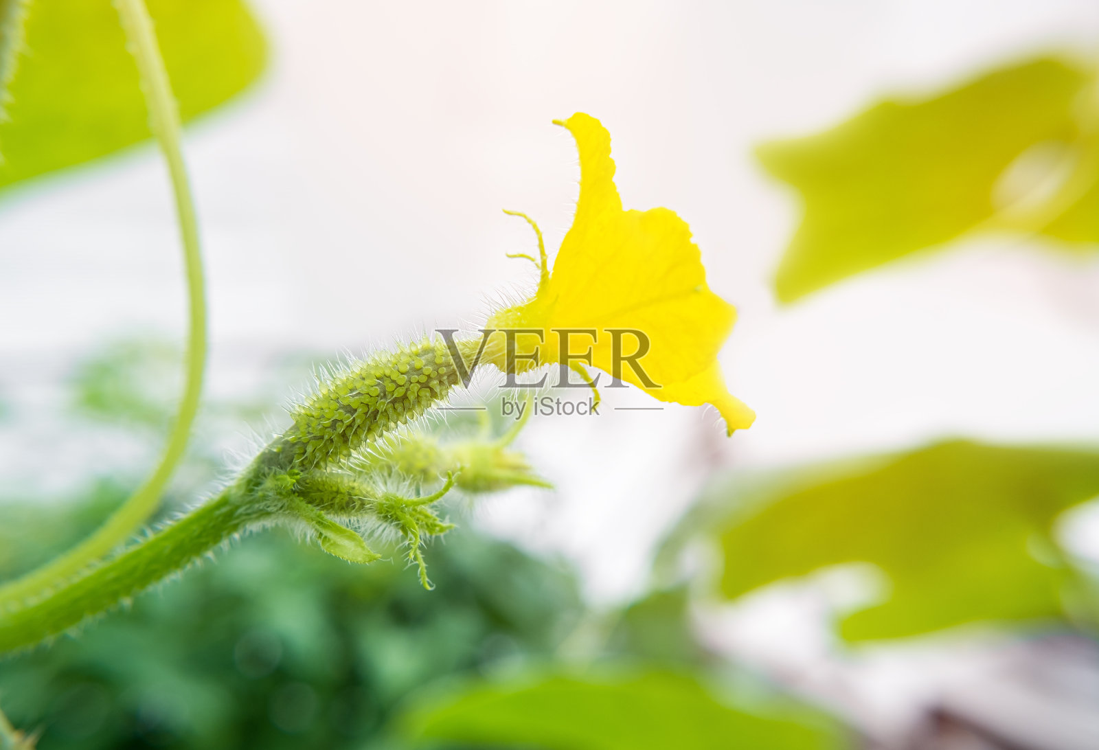 鲜黄瓜幼苗在野外生长。和植物一起工作，种植有机蔬菜照片摄影图片