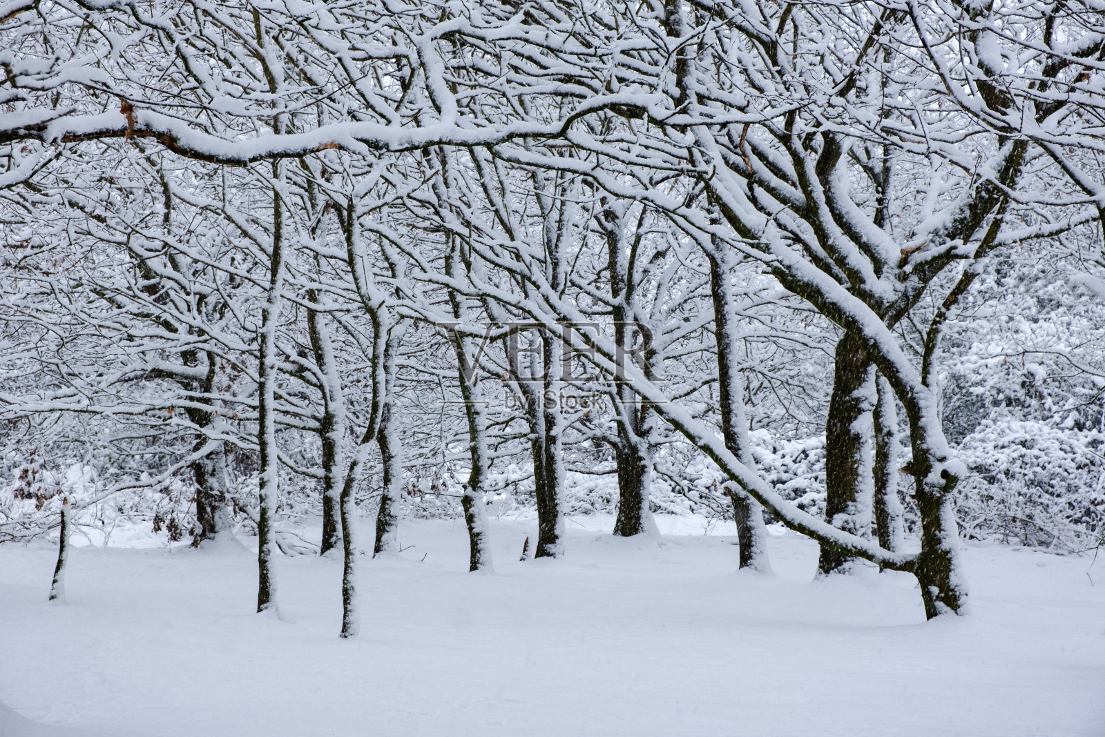 英国，落叶林里覆盖着积雪的树木照片摄影图片