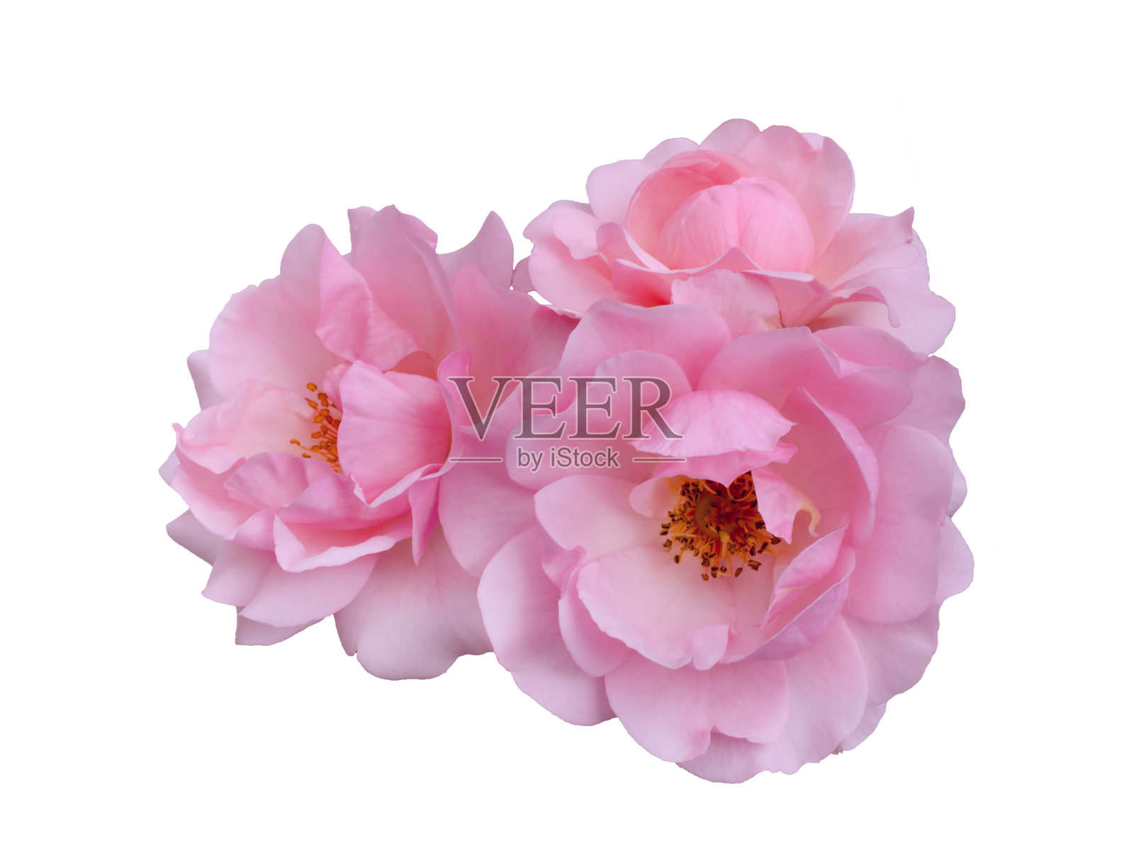 粉红色玫瑰花排列孤立在白色的背景照片摄影图片