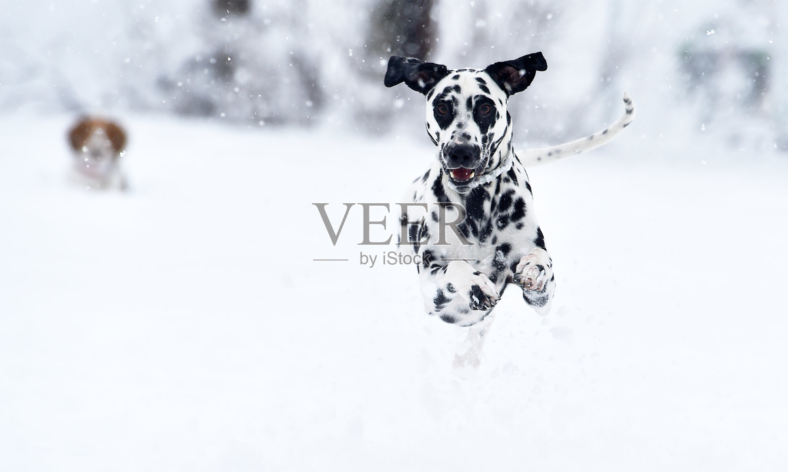 雪中的斑点狗照片摄影图片