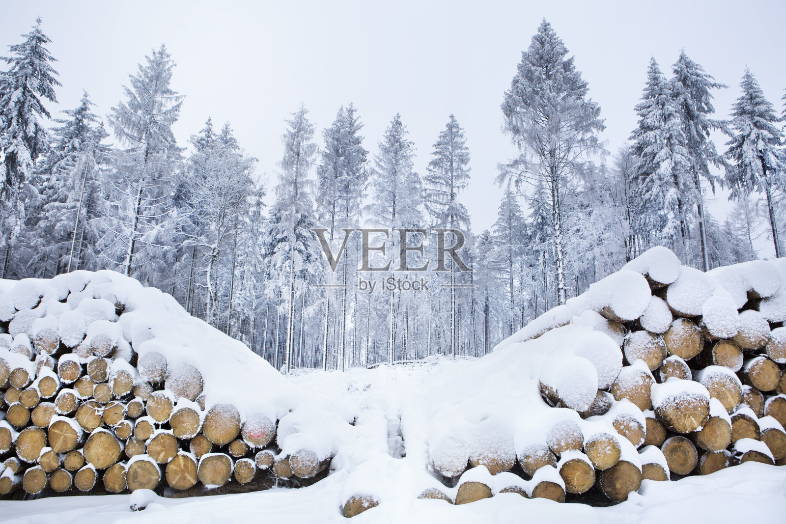 森林中被雪覆盖的成堆的原木照片摄影图片