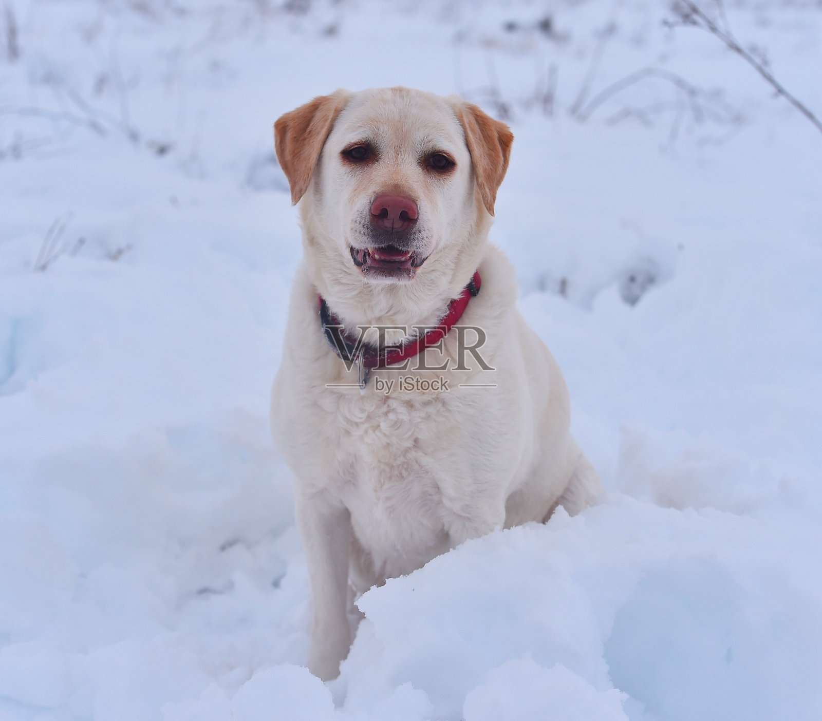 雪地里可爱的拉布拉多狗照片摄影图片