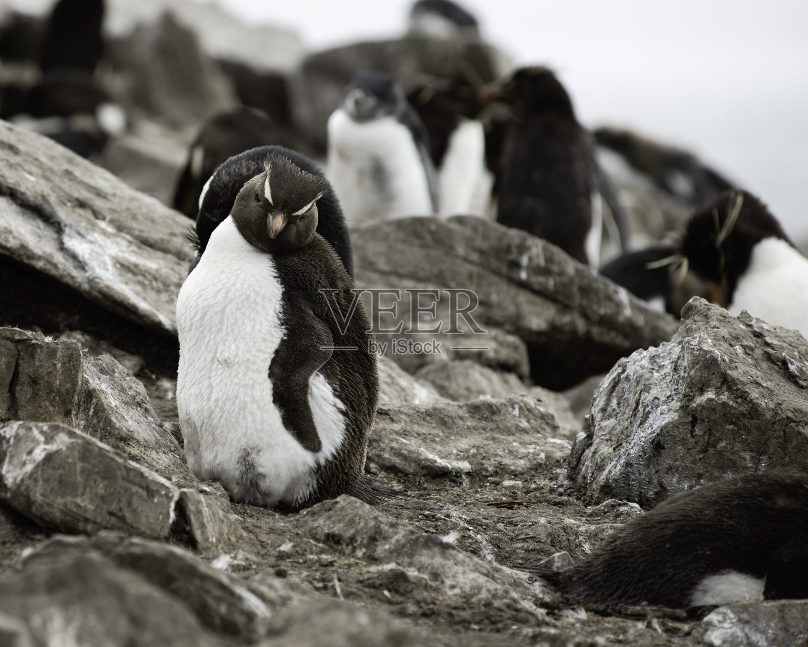 福克兰群岛的跳岩企鹅群照片摄影图片