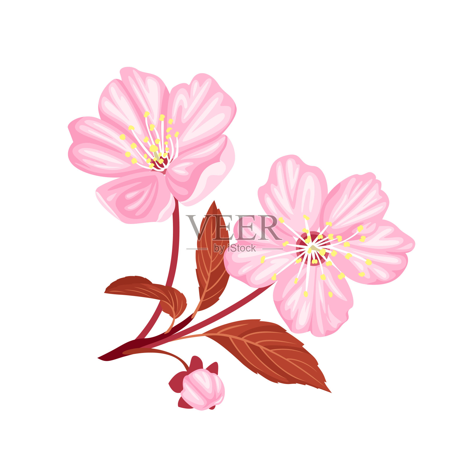 粉红色的樱花孤立在白色上。矢量插图的樱花和芽在卡通扁平风格。插画图片素材