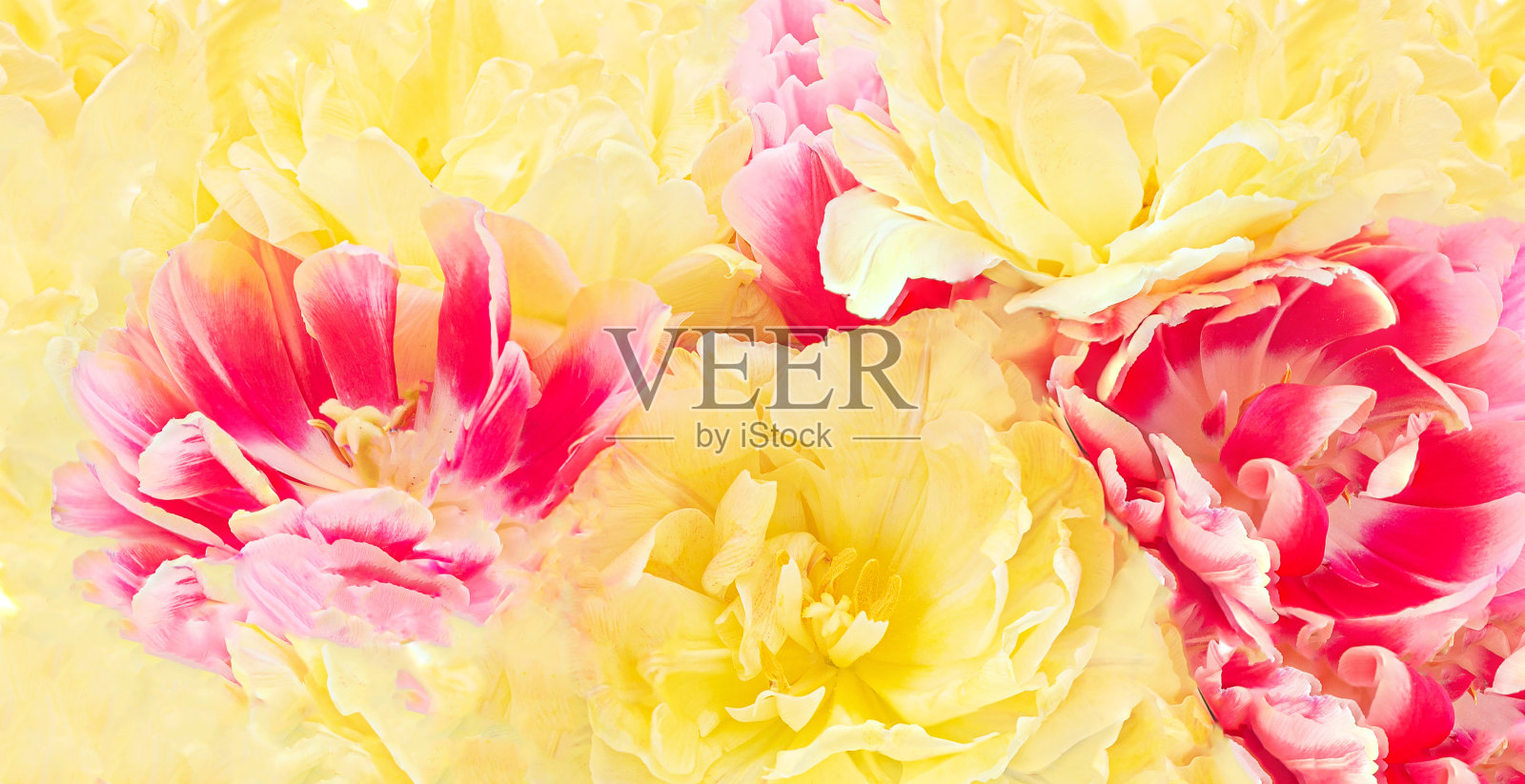 美丽的郁金香花作为背景。春天的季节。前视图。黄色和红色的郁金香凑在一起照片摄影图片