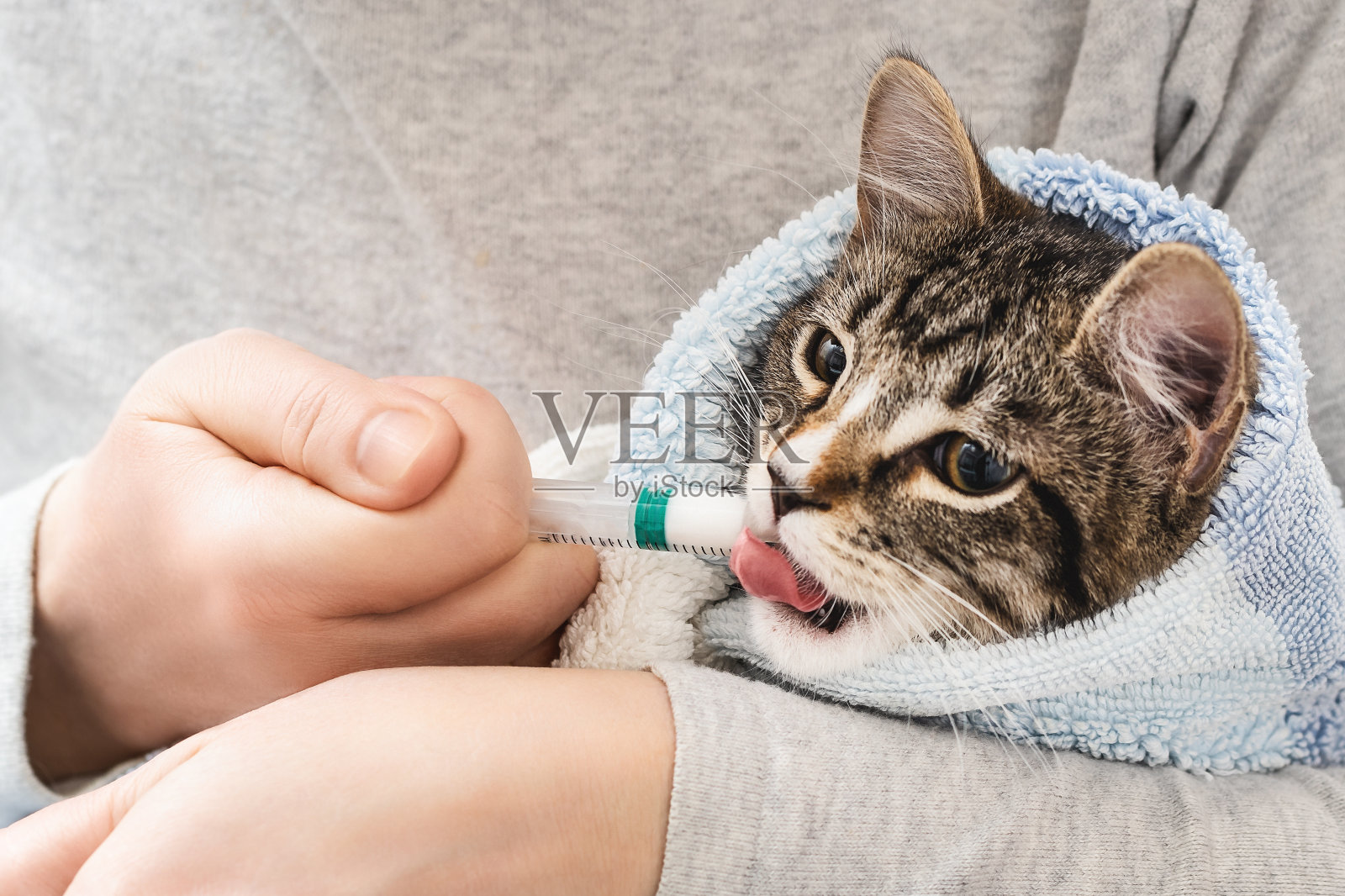 小猫用毛巾包着，用注射器喝着药照片摄影图片