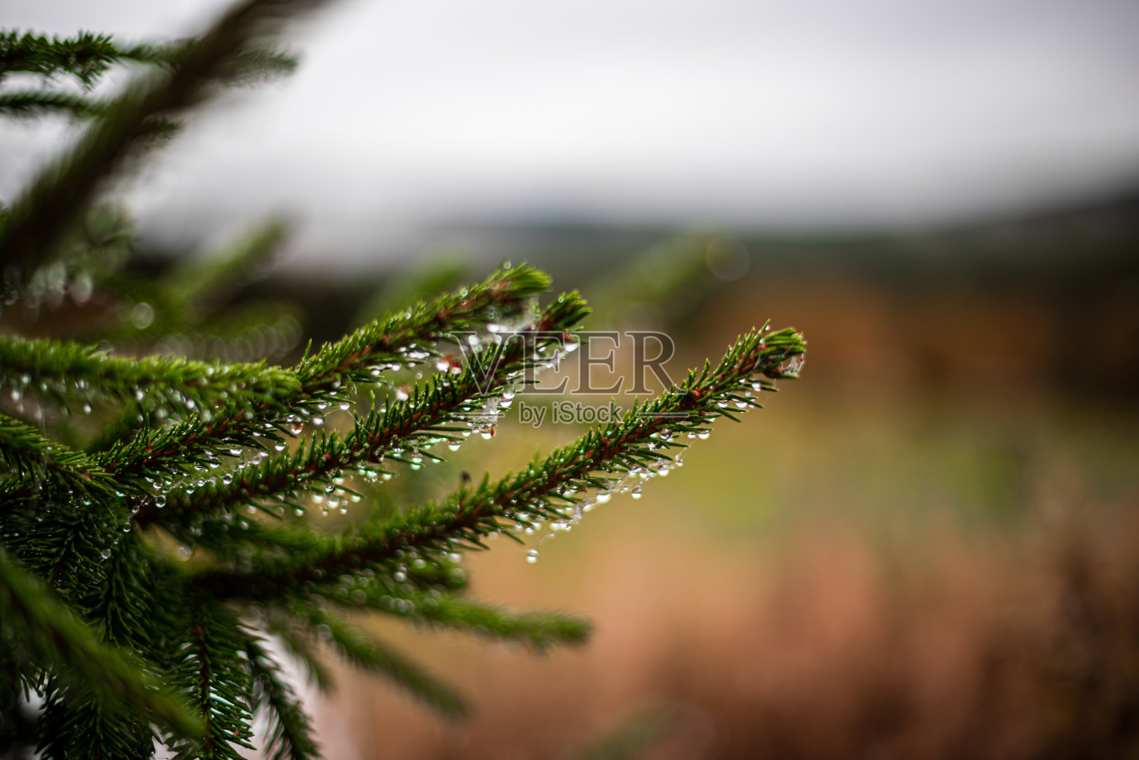 冷杉树枝上的晨露和水滴——松针上的水滴——清新的自然和圣诞节的概念——带有雾滴的针叶树——秋天的背景照片摄影图片