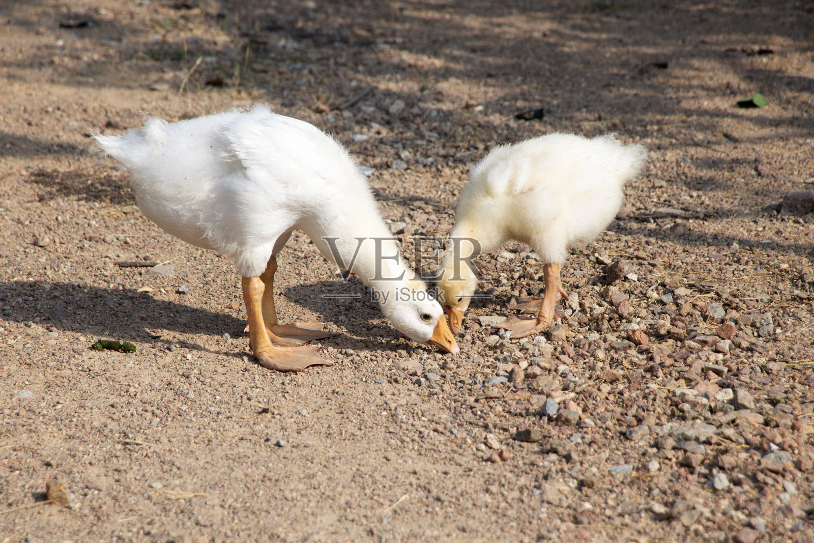 两只小鹅在露天农场里自娱自乐。照片摄影图片