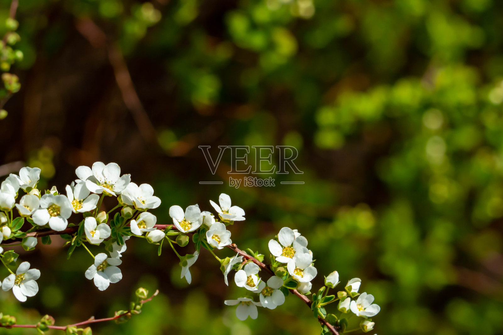 白花盛开的柳城照片摄影图片
